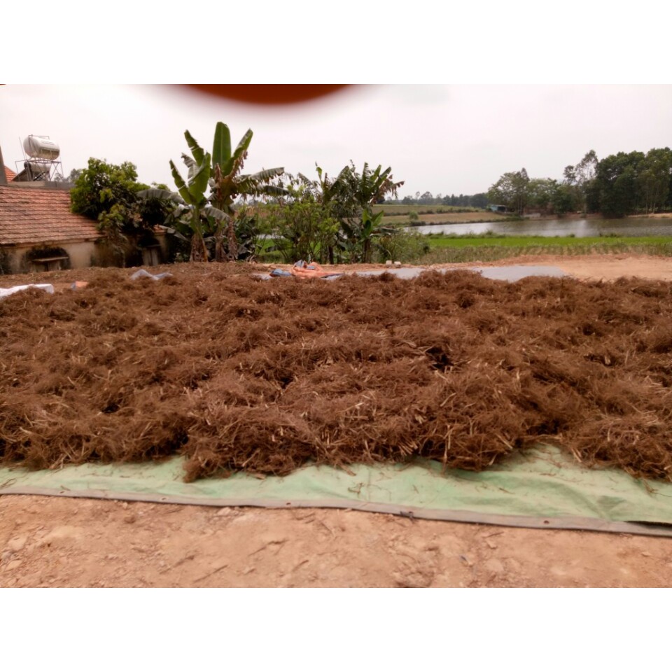 Rễ hương bài 500 gram | Rễ hương bài khô rất thơm
