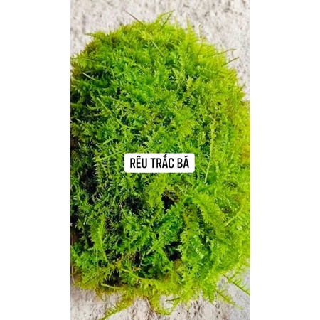 Rêu trắc bá đắp bonsai