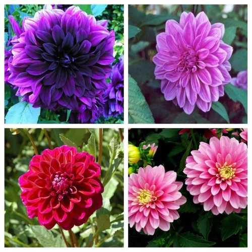 Hạt Giống Hoa Thược Dược Lùn Mix nhiều màu Loại dễ trồng [ gói 100 gram, 200 gram, 500 gram]