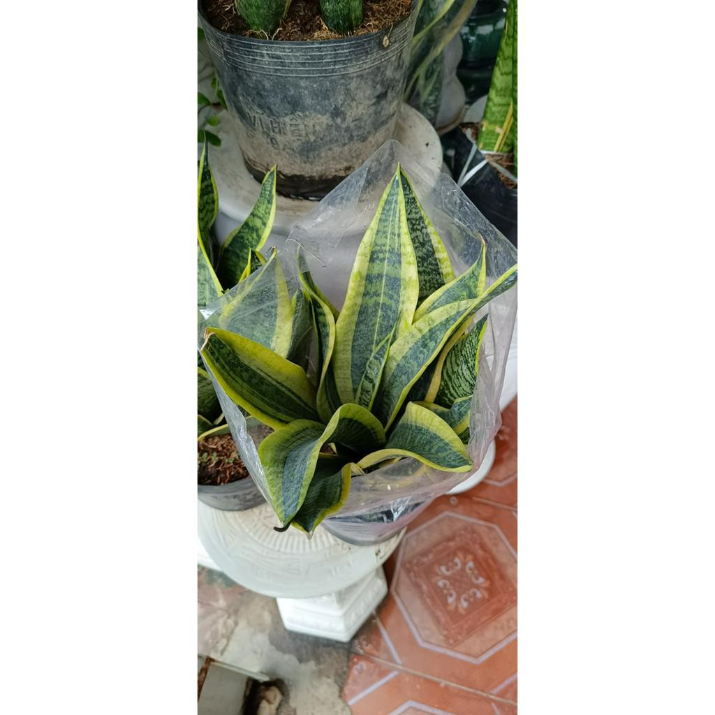 cây lưỡi hổ để bàn