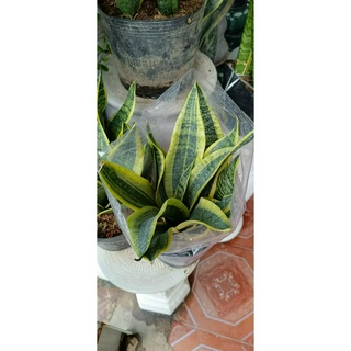 cây lưỡi hổ để bàn