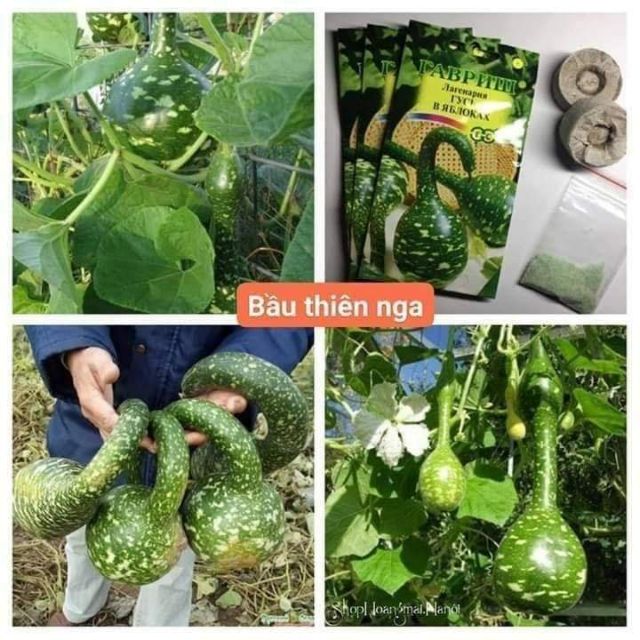 1 gói Hạt giống bầu thiên nga, gói 10 hạt