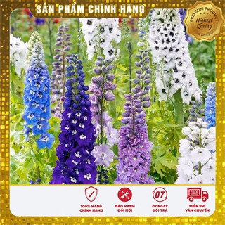 Hạt Giống Hoa Phi Yến mix LUCKY SEEDS