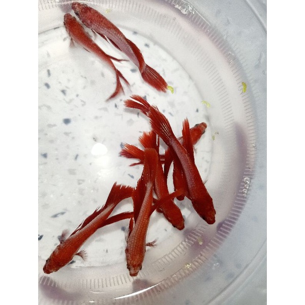 1 Bé betta RỒNGG Đỏ lai Siêu Đẹp trống size vừa tặng thức ăn