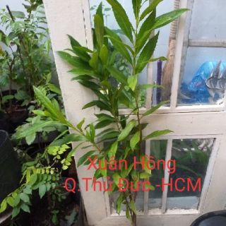 Cây vối nếp cao 60-100cm