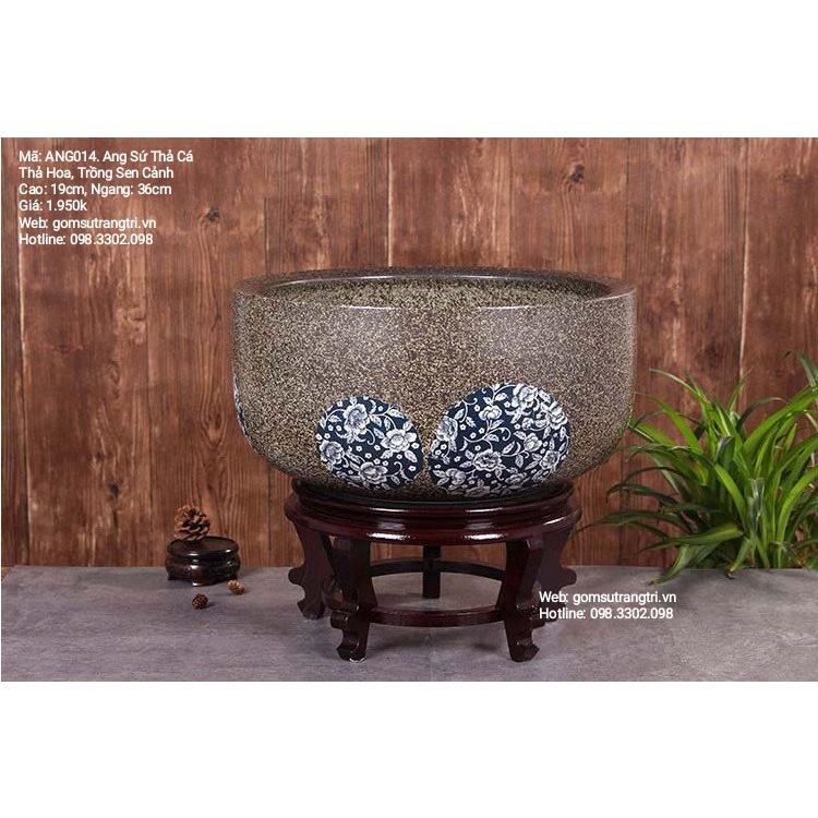 ANG SỨ THẢ CÁ THẢ HOA, TRỒNG SEN CẢNH