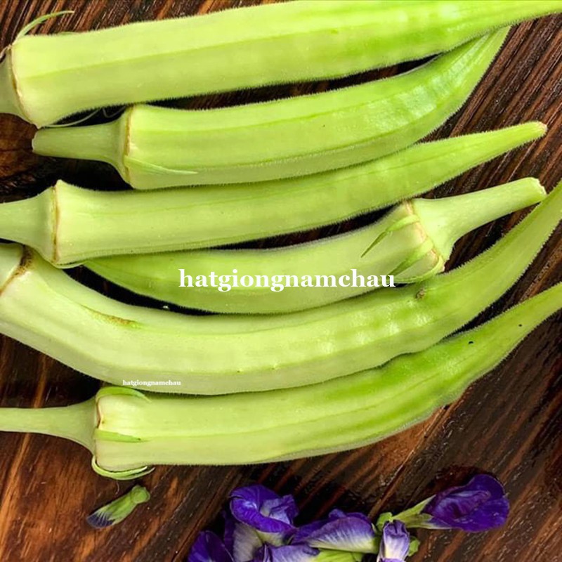 20GR - HẠT GIỐNG ĐẬU BẮP