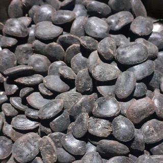 500 gram hạt giống lim xanh