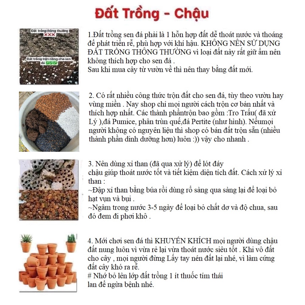 sen đá size trung kích thước từ 9-12cm ❌ FREE SHIP ❌ xuất xứ Đà Lạt, đã thuần khí hậu