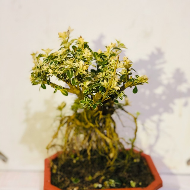 Cây bạch tuyết mai bonsai để bàn cao 30 cm ( Ảnh thật.)