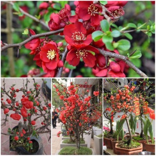 Hạt giống hoa Mai đỏ