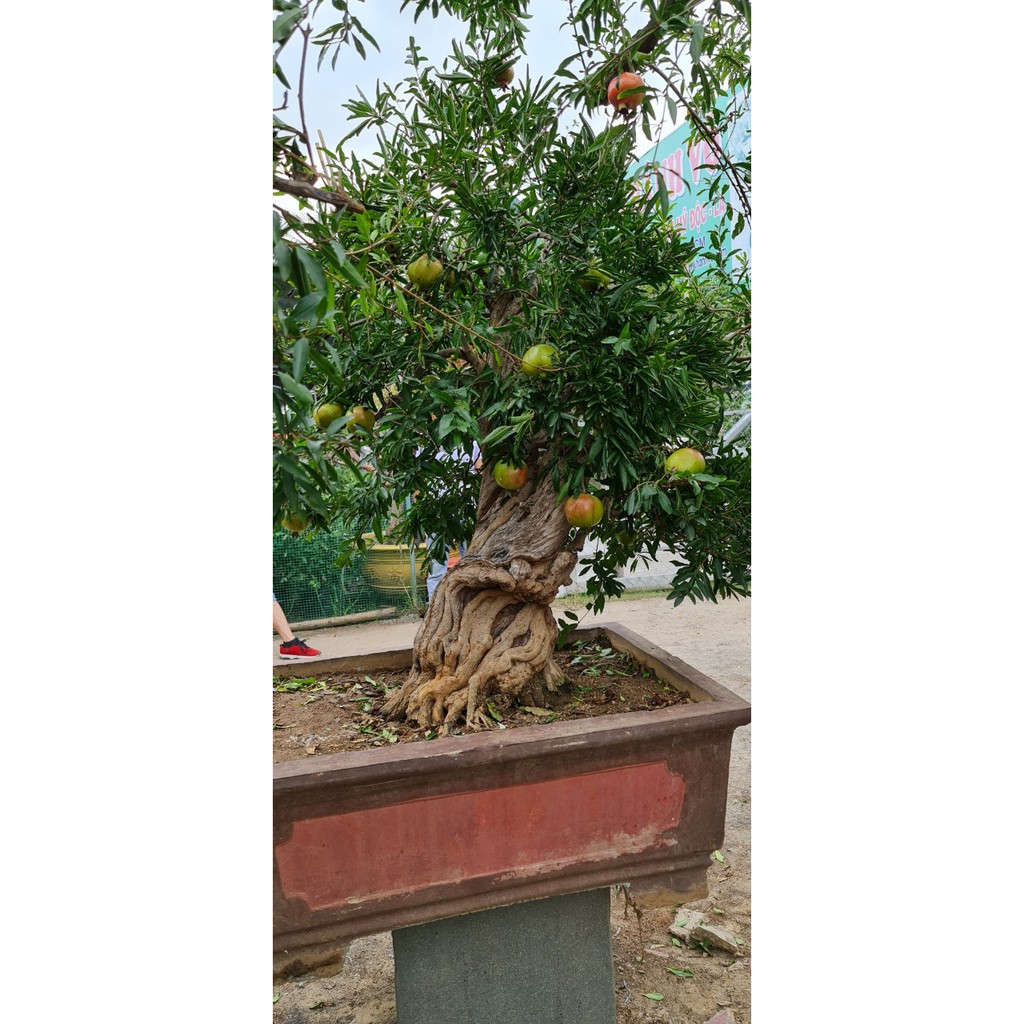 CẦN BÁN CÂY LỰU KHỦNG DÁNG BONSAI HIẾM CÓ