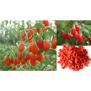 Kỷ tử 500g
