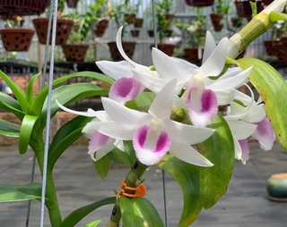 Phi điệp 5ct HO kie năm 2 hàng đột biến thuần tại vườn