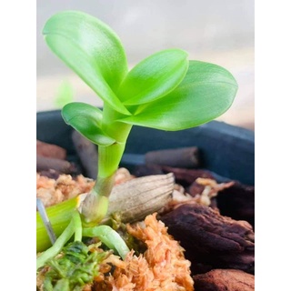 ki phi điệp lá mít xếp 8cm thân thủ lá gân