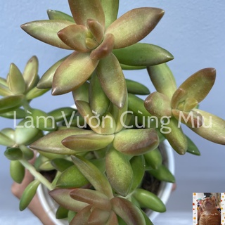 Sen Đá Cam 🍊🍊🍊 Size Bầu và Size Trung