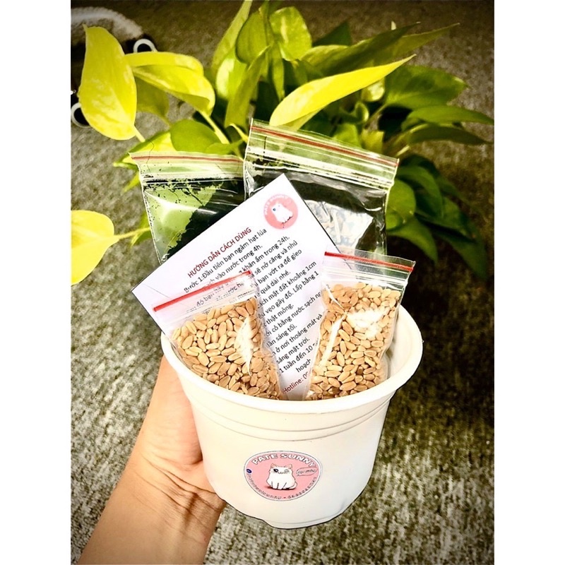 Bộ Kit 2 lần trồng cỏ lúa mạch