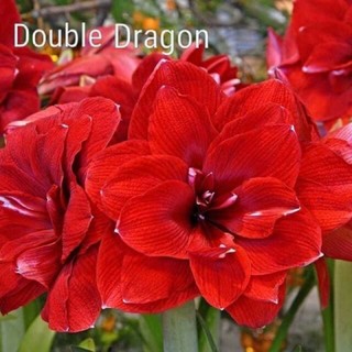 Củ lan huệ kép Double dragon