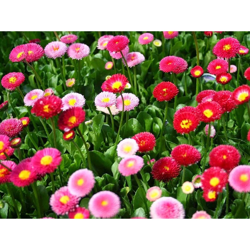 Hạt Giống Hoa Cúc Nhật PomPom Mix gói 50 hạt đẹp