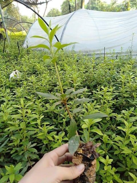 Cay giống  hoa đỗ quyên