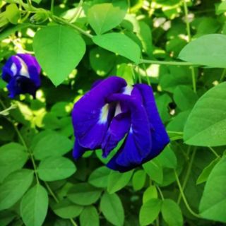 Trà hoa đậu biếc ( Tea pea Flower)
