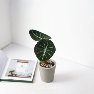 Cây Môn Nhung Đen - Alocasia Black Velvet - Size trung