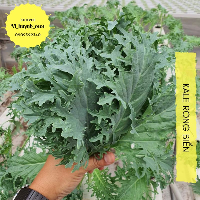 Hạt giống Kale rong biển siêu mới lạ, hình dạng rong biển với màu xanh lam xanh lục độc đáo, dễ trồng và năng suất cao