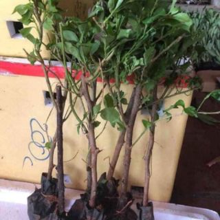 Giống hoa giấy ngũ sac