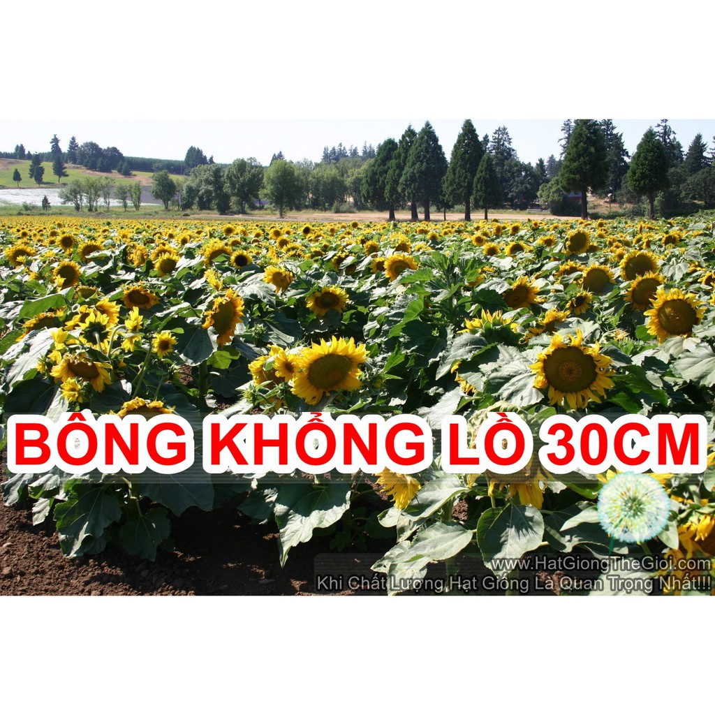 30h Hạt Giống Hoa Hướng Dương Lùn Bông Khổng Lồ 30cm Sunspot (C1.301C2.304| B1*V25)