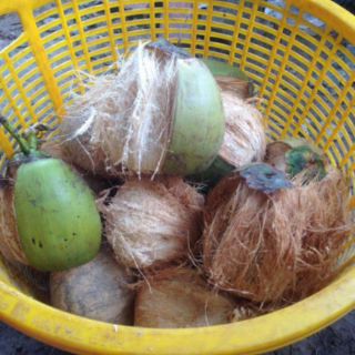 Dừa sáp đặc sản Trà Vinh