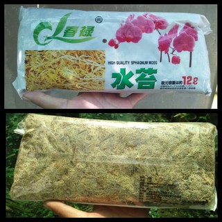 Rêu giữ ẩm (Dớn Trắng) Nhật Trồng hoa lan, Cây Cảnh