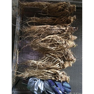 sâm đương quy khô 1kg