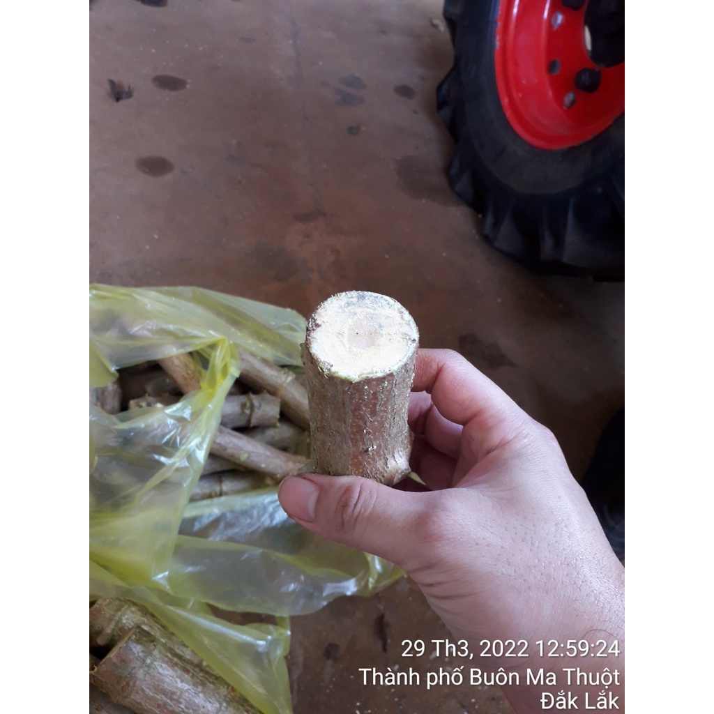 1 KG hom GIỐNG [ Cây giống Khoai Mì ruột Vàng Dẻo Thái Lan. ( 3 tháng thu hoạch ).- 12 hom ]