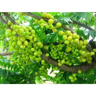 Cây 🌲 Chùm ruột thái....trái ngọt