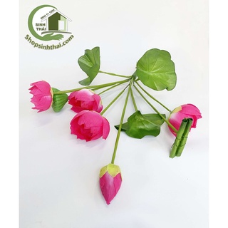 Hoa sen giả - Bụi sen lá cuốn lớn