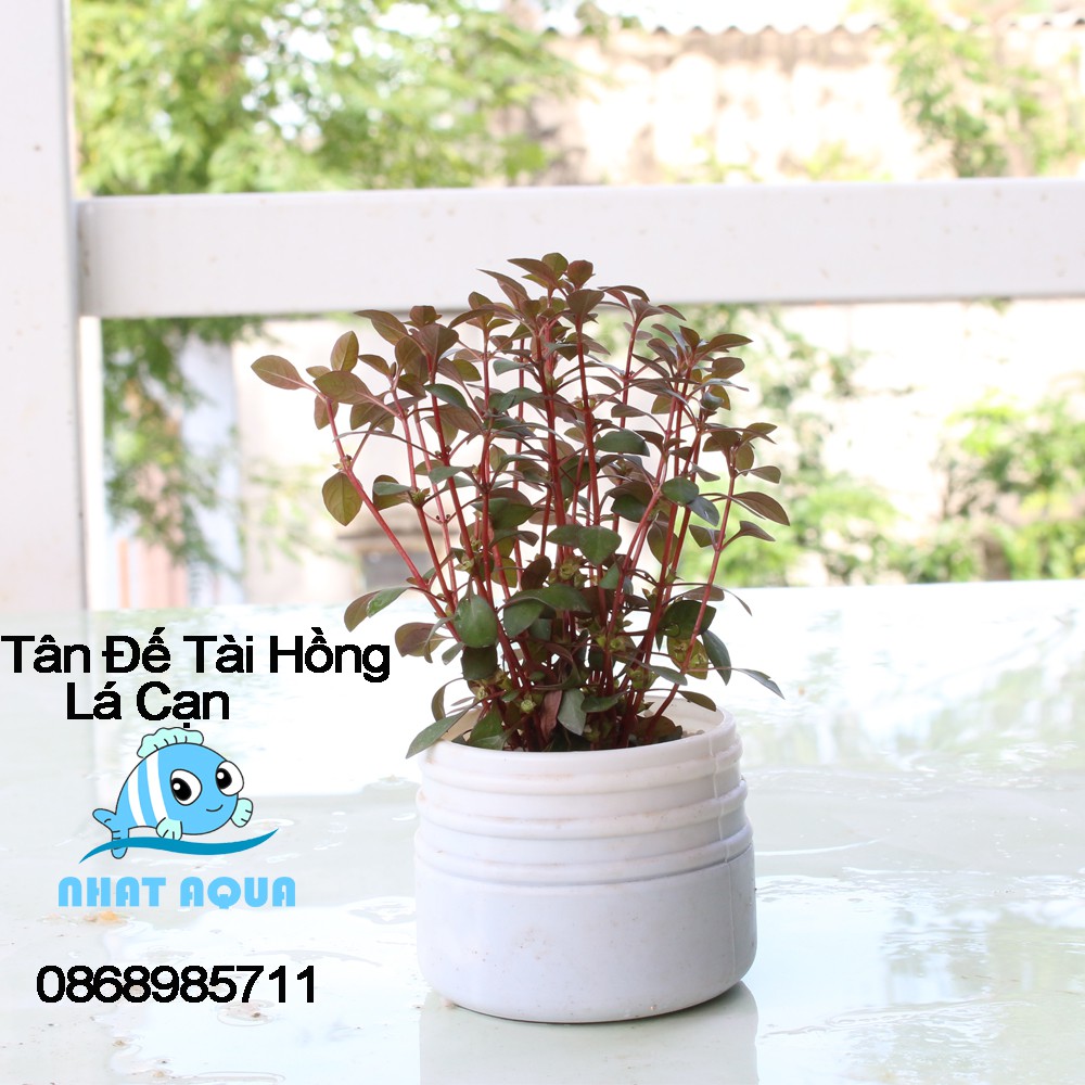 [Mã PET50K giảm Giảm 10% - Tối đa 50K đơn từ 250K] Combo 5 Loại Cây Thủy Sinh Cắt Cắm Dễ Chơi ( Tặng 1 Loại Ngẫu nhiên)