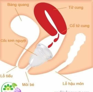 Cốc nguyệt san. Moncup