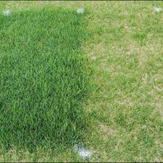 Hạt Giống Thảm Cỏ Bermuda gói 10 gram