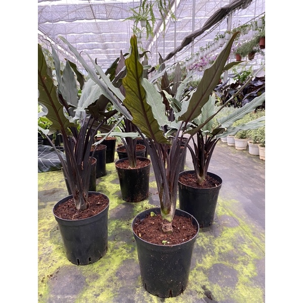 Chậu cứng alocasia purple sword, cao từ 80cm