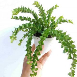 CÂY LAN TIM MINI ĐỂ BÀN 