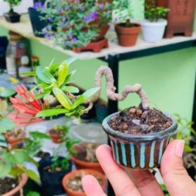 Set 10 chậu bonsai trồng cây mini, trồng sen đá gốm Bát Tràng