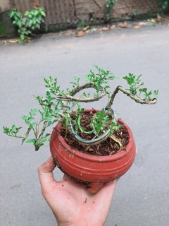 Chậu Cần Thăng