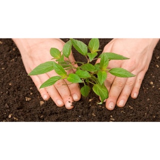 Đất trồng hoa sạch giàu dinh dưỡng-10kg