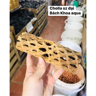 Lũa Cholla trang trí bể tép và thủy sinh đủ size
