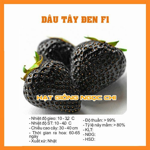 Hạt Giống Quả Dâu Tây Đen - 100 Hạt