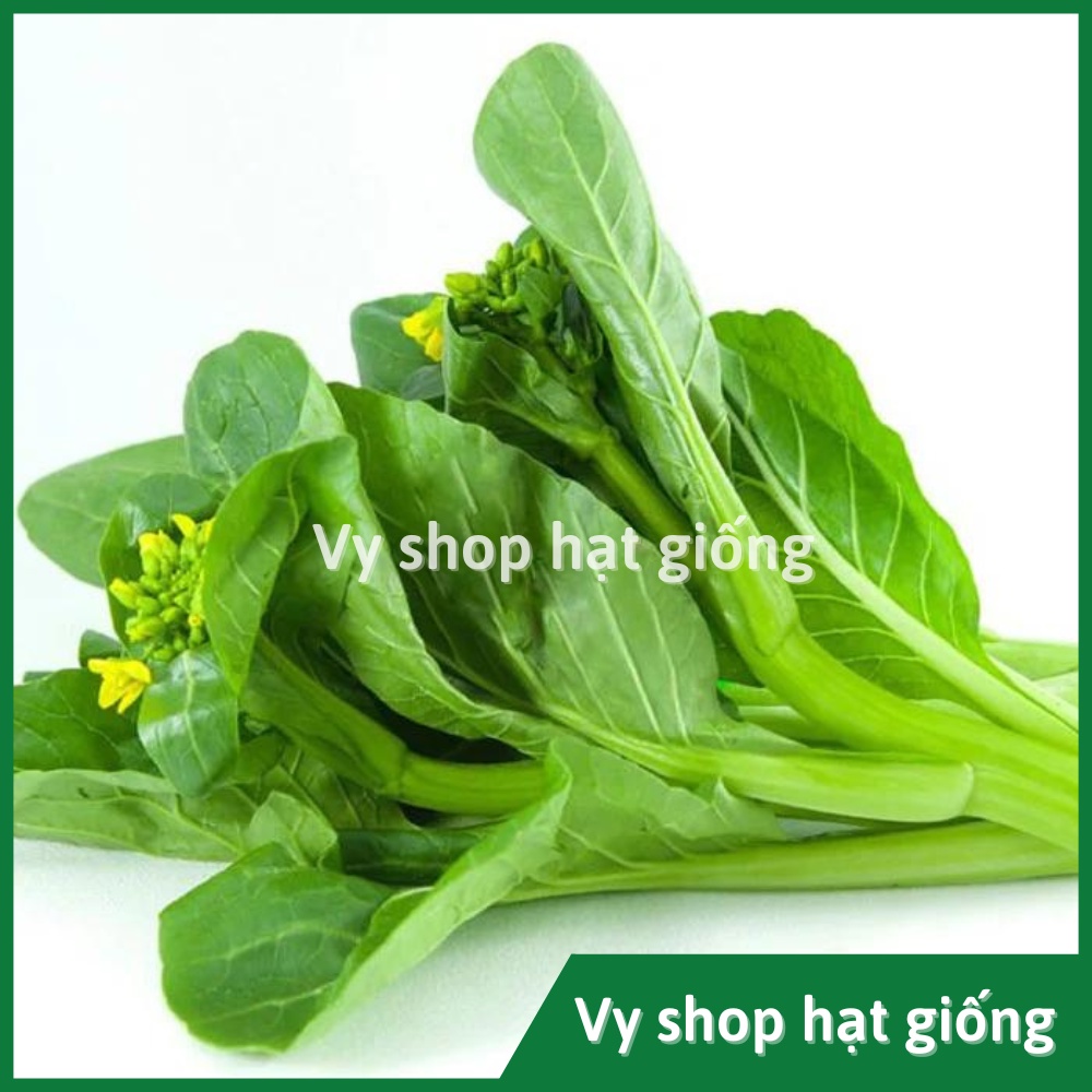 Hạt giống cải ngồng hoa vàng Thái Lan gói 100 hạt