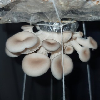 Phôi Nấm Bào Ngư 🍄 cực đễ trồng 🍄 (combo 2 phôi nấm)