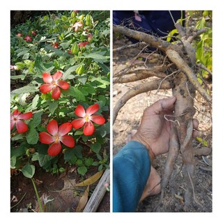 cây giống sâm bố chính