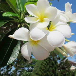HẠT GIỐNG HOA SỨ THÁI