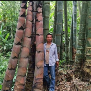 Cây tre khổng lồ